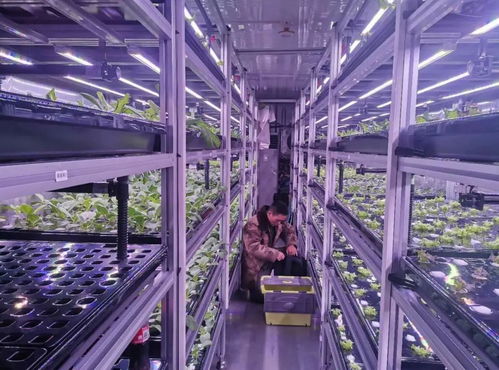 中科三安、京東等國內20家植物工廠大盤點 生物技術驅動農業新變革